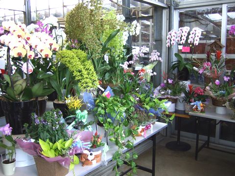 スリーフラワー販売園芸店のプレゼント・ギフト用の商品エリア
