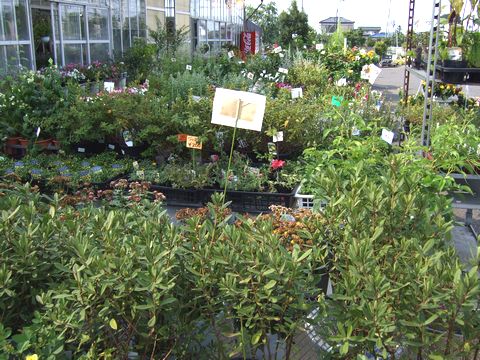 スリーフラワー販売園芸店の戸外用の植物