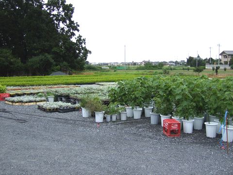 スリーフラワー生産農場の戸外用のコニファーやドンベアなど