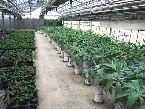スリーフラワー生産農場のアガベや苗